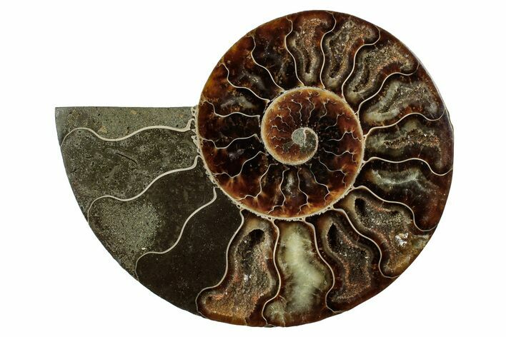 Cut & Polished Ammonite Fossil (Half) - Madagascar #345644